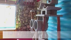 There are cat houses, and then there's this eastern Arizona house