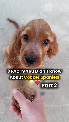3 Interesting Facts About Cocker Spaniels (Part 2)