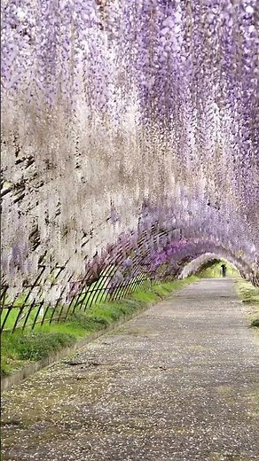 幻想的な藤のトンネル 河内藤園｜上りの景色 2026