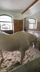 "TARPAN (Circus Krone Farm) ein Genießer………* 1996 - † 2023. #pferde #horse #pferde #pferdeliebe #pferdestall #kronefarm #farm #stall #circuskronefarm #gestüt #koppel #love #circuskrone #wessling #liebe #meinecircuswelt #streicheln #genuss | Meine Circus Welt