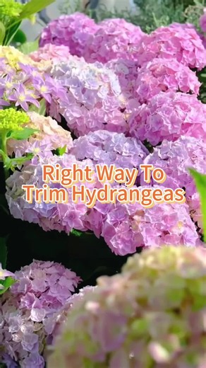 Right way to trim hydrangeas #garden #plant #gardening101 #hydrangeas #gardeningtips