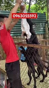 All-black Belgian Malinois puppies, sire is Czech-imported Huck with BH title, for those who love...