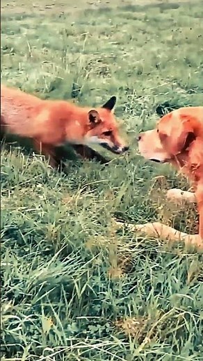 Fox vs Dog – The Wild Meets the Tame!