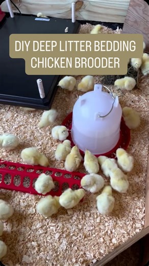 Driftwood Pastures Co. | Love raising chickens but hate the constant chore of cleaning up after them? Give deep litter bedding a try! It saved our backs and cut... | Instagram