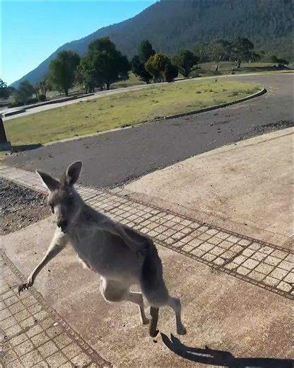 Not every Aussie wildlife encounter goes as planned, just ask this paraglider, who found himself face-to-face with a fiercely protective kangaroo! In the blink of an eye, these incredible animals can cover serious ground, hitting speeds up to 40mph and jumping more than six feet high. It’s a perfect reminder, in the wild outback, kangaroos never hesitate to defend their own, especially when a joey might be nearby. Watch Close Encounters of the Wild Kind, Sundays at 7pm on National Geographic WIL