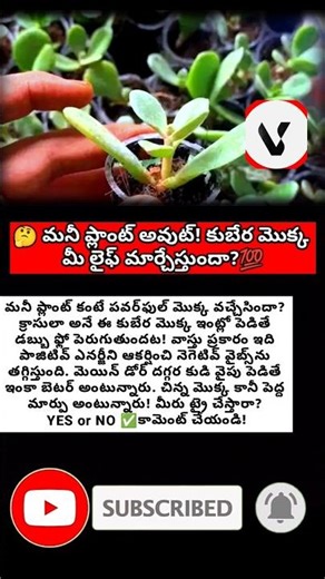 #crassula #jadeplant #moneyplant #vastu #fengshui #wealthtips #positivity #homeenergy #luck