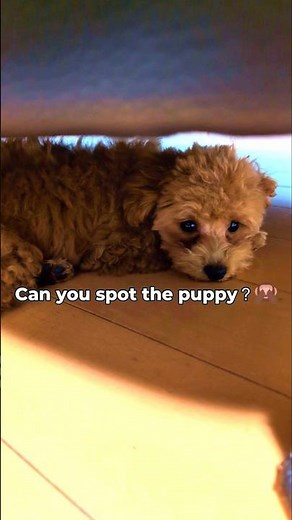 Hiding in plain sight! 🙈 Can this 4-month-old puppy survive hide & seek? #shorts