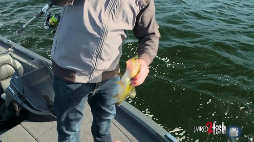 The SteelShad is a distinctive bait that perfectly imitates live and injured baitfish! The SteelShad fishing lure was designed and perfected by Anglers and Guides whom are on the water every day. Shop our selection of lures, coolers, lines and more. | SteelShad Lures