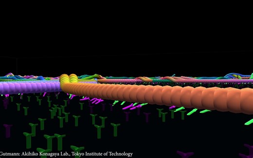 A look at Motor Proteins in a Microtubule Gliding Assay Simulation