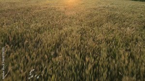Aerial drone shot above fields of wheat on rural farm in sunset light. Agricultural production and activities. Harvesting agribusiness concept wheat business. Shooting from top summer nature