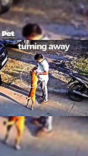 Every Dog Bite Has a Pattern Most People Miss It