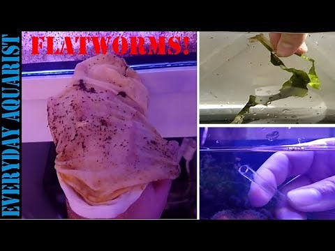 3 Ways To Get Rid Of Red Flatworm Planaria In Saltwater Aquarium