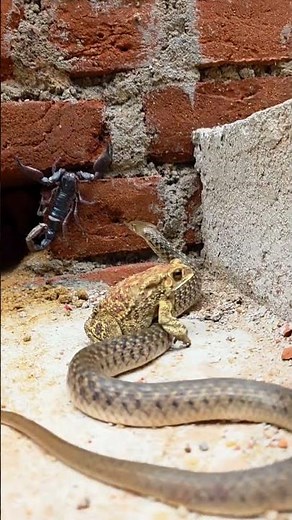 Spectacular Snake Scene in Nature #snakelovers #snakevideo #naturelovers