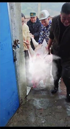 Traditional New Year Pig Slaughter: A Celebration of Culture