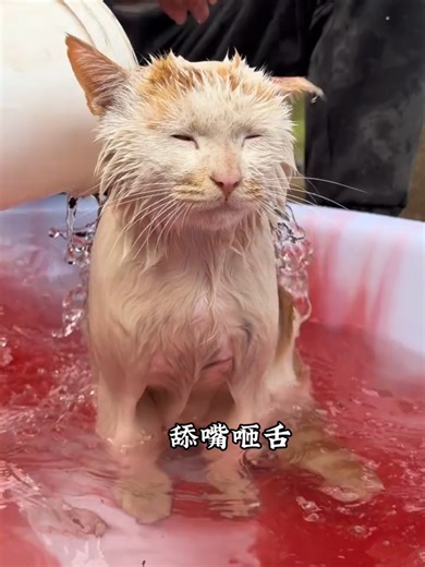 Spring Cat Bath Tips for Happy Kitties