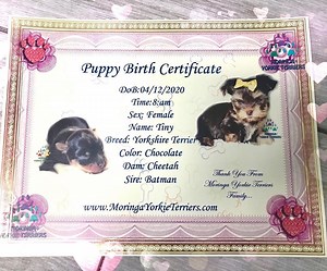 Yorkie Birth Certificates