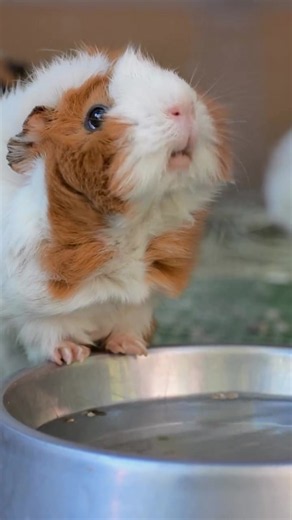 Sea Pig (Guinea Pig) Facts: Origin, Domestication & Species