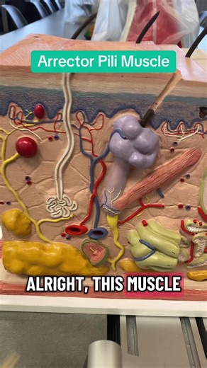 Muscle of the Day: Arrector Pili #skin #anatomy #muscle #anatomymodel #dermatology