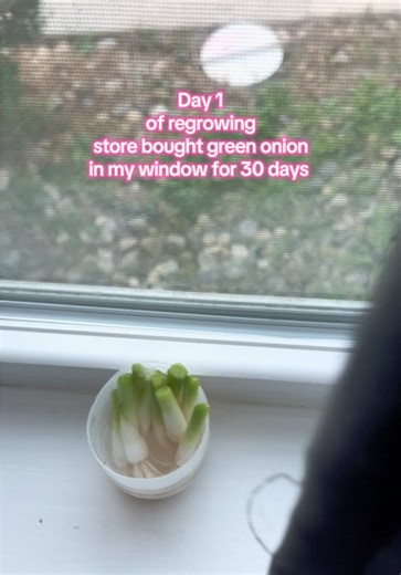 Soft launching my spring garden🪴 🤣 #gardening #gardentok #fypシ゚viral