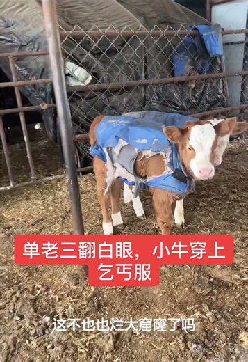 小牛穿乞丐服的搞笑故事