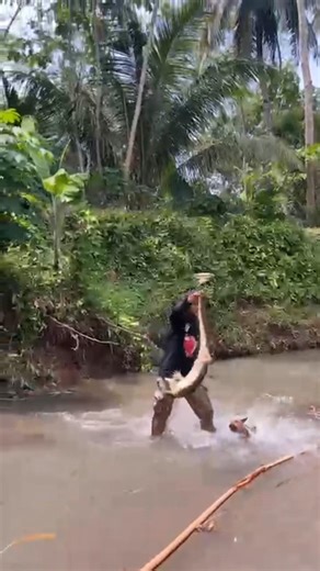 hunting dog catches monitor lizard pests of pet chickens