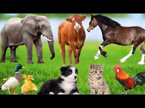 Farm Animal Life: Cow, Elephant, Sheep, Dog, Cat, Chicken, Snake, Deer, Goat - Learn About Animals