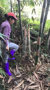 9.9K views · 61 reactions | bamboo shoot harvest cutting ASMR | Studio All | Facebook