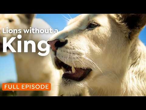 Lions Without a King: White Lions on the Run | 4K Nature Documentary