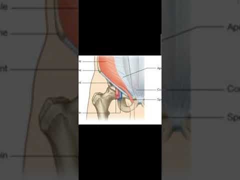 Conjoint Tendon, Cremaster Muscle, Rectus Sheath