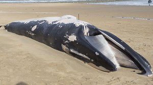 VIDEO: Dead whale on beach is fin whale
