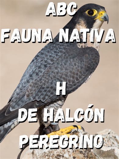 Halcón Peregrino: El Rápido Cazador Aéreo en Chile