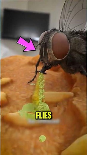 Flies Don’t Chew—They Vomit On Your Food!