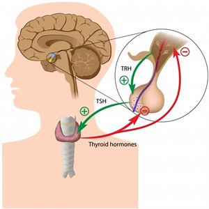 Hormone Production - Biology Online Tutorial