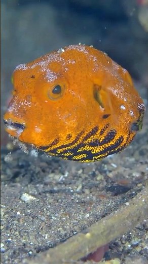 Saltwater Fish: Part 14 🐠 - Ocean Creatures, Reef Tank, Saltwater Aquarium, & More #aquariumhobby