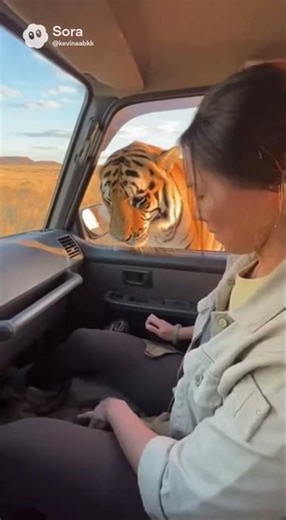 The tiger gave the tiger cub to the girl. #animals #cctv