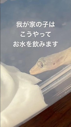 この飲み方を初めて見た #ヤモリ #飼育 #やもり #生き物
