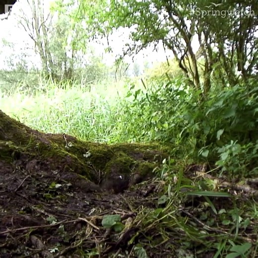 Mandarin ducklings jumping from their nest! 😍 🦆 BBC Springwatch | BBC Cymru Wales