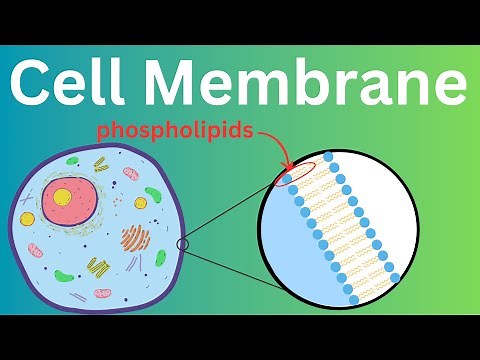 The Cell Membrane - The Cell's Gatekeeper