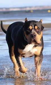 World's largest black tri-colour | BIG DOGZ