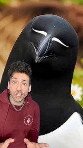 368K views · 24K reactions | Meet the Razorbill  | Odd Danny | Facebook