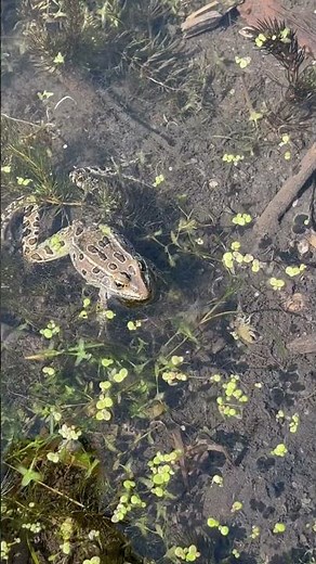 Leopard frog