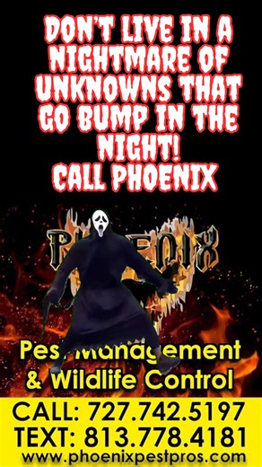 It's kind of creepy, ya know...things that move around in your house....muwahahahah! Call Phoenix 727-742-5197 to get the creepy out. 🕷🕷🕷 | Phoenix Pest Management & Wildlife Control