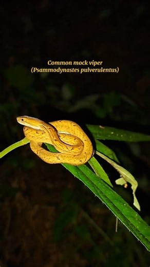 2.1K views · 17 reactions | Common mock viper (Psammodynastes pulverulentus) #MorgadezArboretum #herping #herpetofauna #reptiles #commonmockviper #snake | 헠헢헥헚헔헗험헭 헔헥헕헢헥험헧헨헠 | Facebook