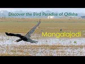 Mangalajodi Wet Lands: A Birdwatcher's Dream | Chilika Lake Ecotourism 😍