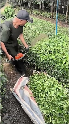 This Clever Tool Makes Tea Picking So Easy! 🍀