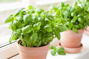 How to grow basil