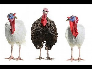 Complete Turkey Farming Guide| How to Start and Succeed in Turkey Farming