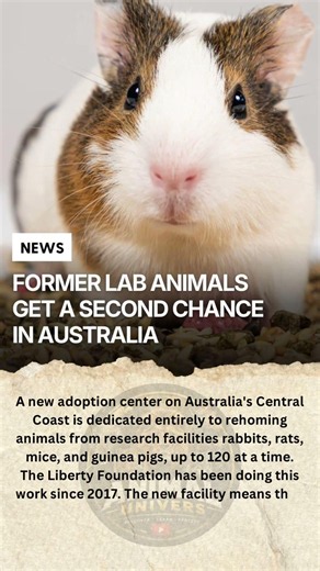 They lived in research facilities. Now they're looking for a home. #uk #usa #viral#australia #canada