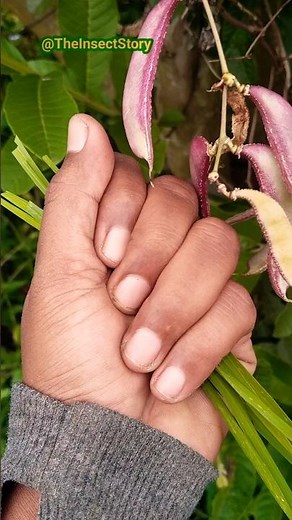 The deadly leap of a grasshopper 🦗