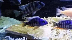 Nice size, beautiful color! Male Protomelas Stevensi "Taiwan Reef" cichlids have arrived! Petworldrochester.com #petworldrochester #homeaquarium #fishtank #cichlid #africancichlid | Pet World